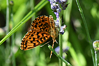 Boloria sp.